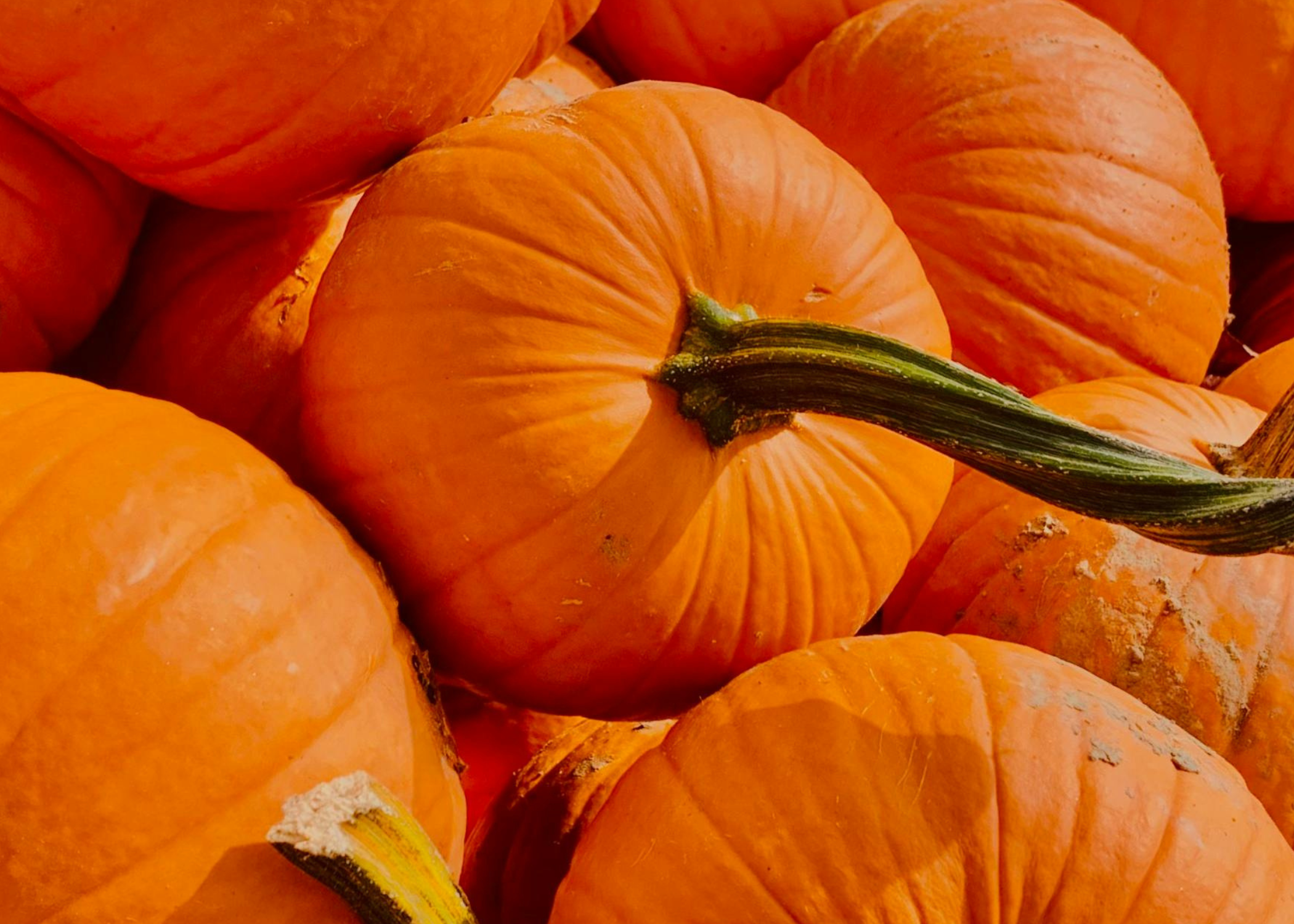 A close-up pile of bright orange pumpkins with green and brown stems, filling the frame.