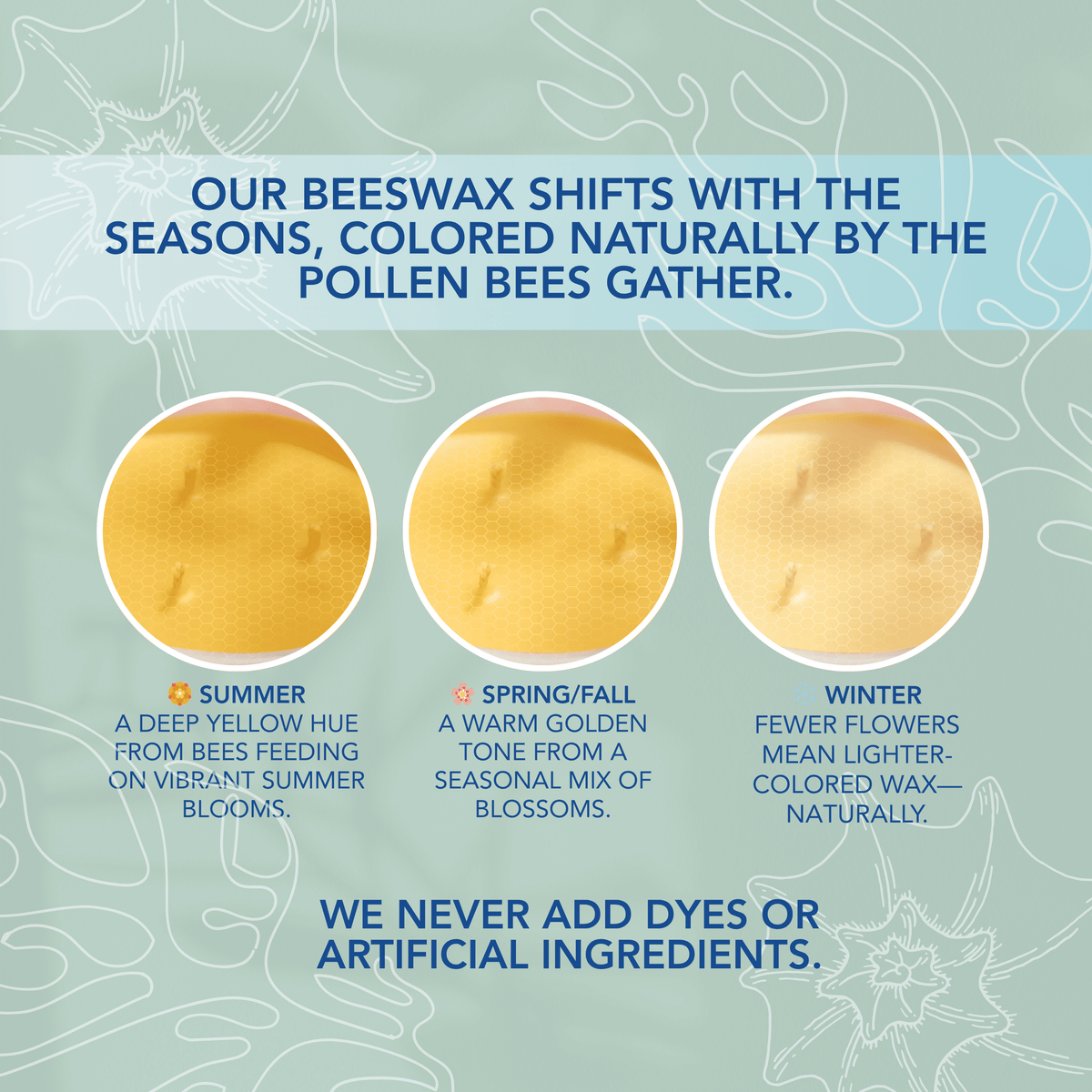 Infographic showing natural seasonal color variations in beeswax based on pollen gathered by bees